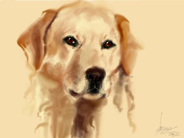 Yellow Lab
