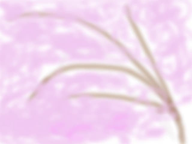 Cherry blossom
