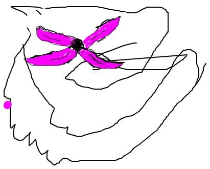 orhidee