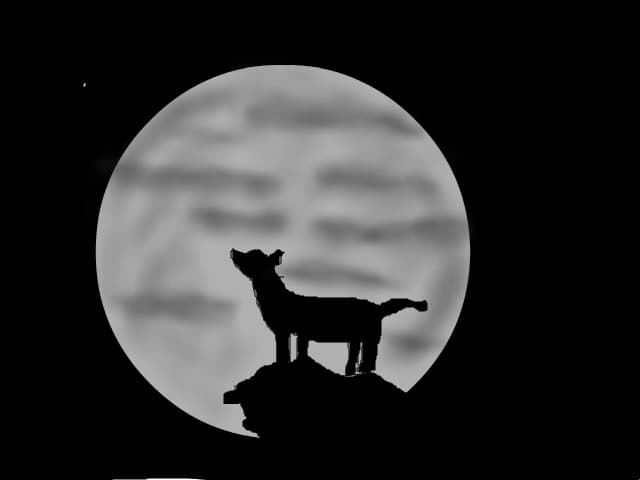 Un lup care latra la luna