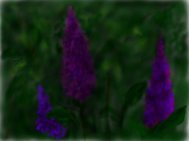 liliac