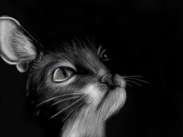 Cute Cat