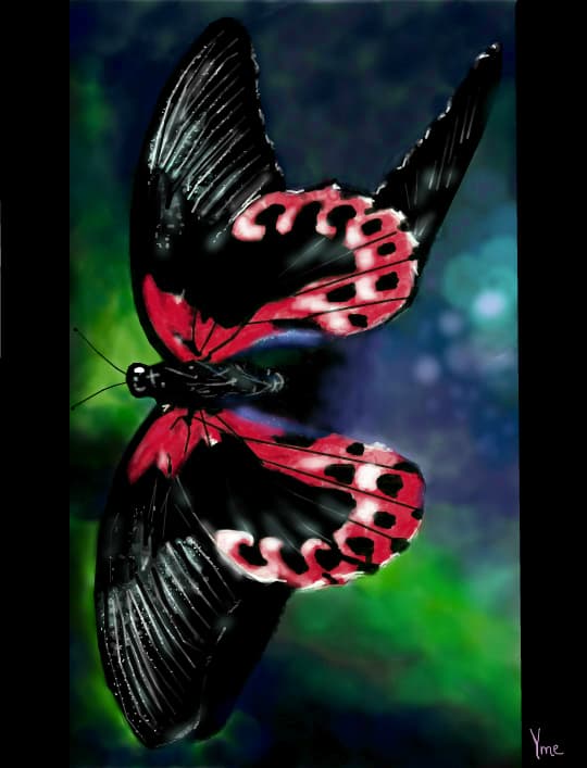 Butterfly