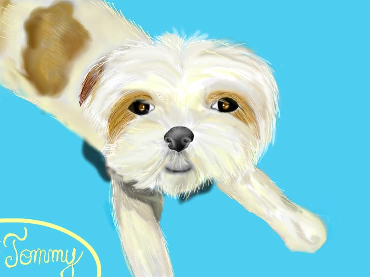 Tommy :D