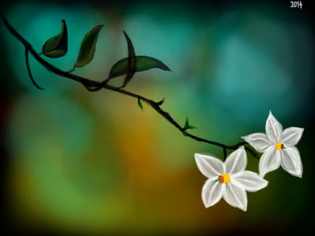 Flori