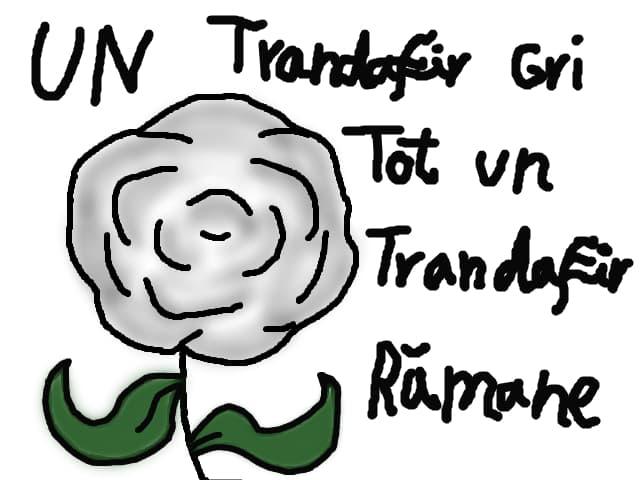 un trandafir gri