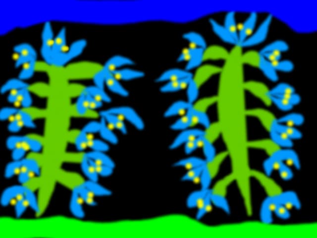 flori