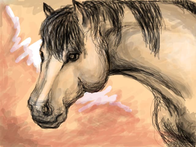 wild horse