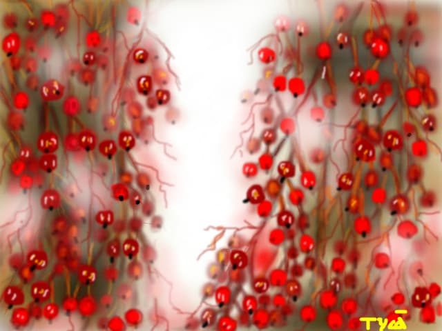 tyca