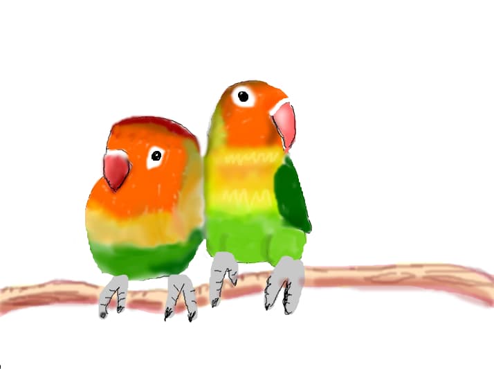 Papagali amorezi
