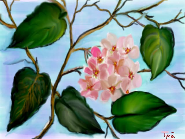 floare de ceara