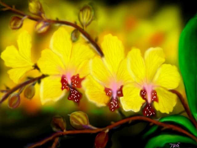 frumusete