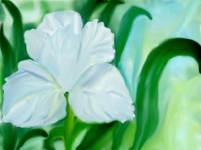 iris