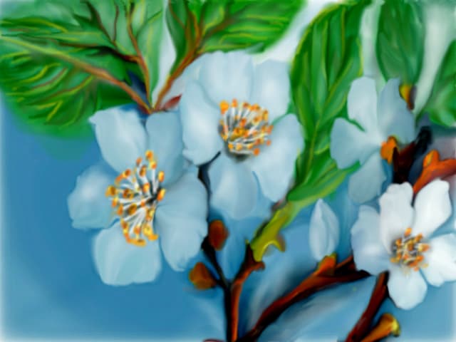 floare de cires