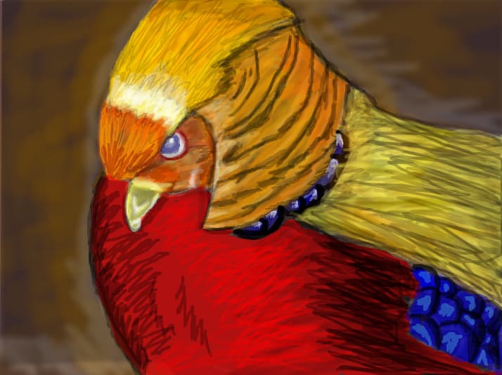 Fazan auriu pentru concursul lui Sample Parrots