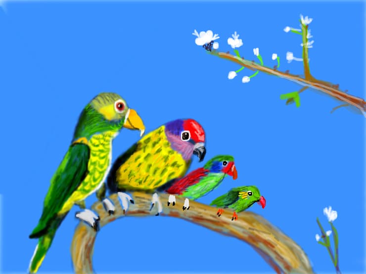 Falava The four parrots -  21 June 2015.