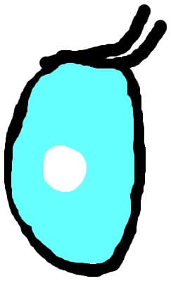 un ochi