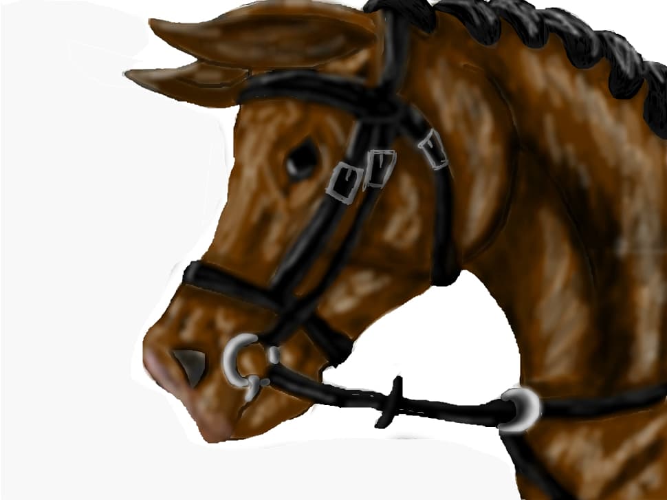 horse