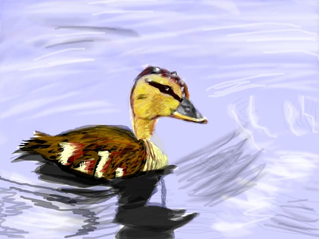 duckling 30 august 2015