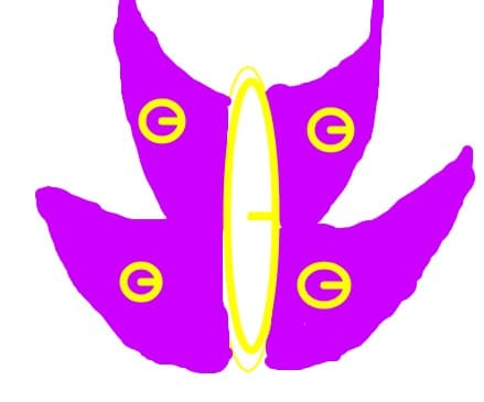 fluture