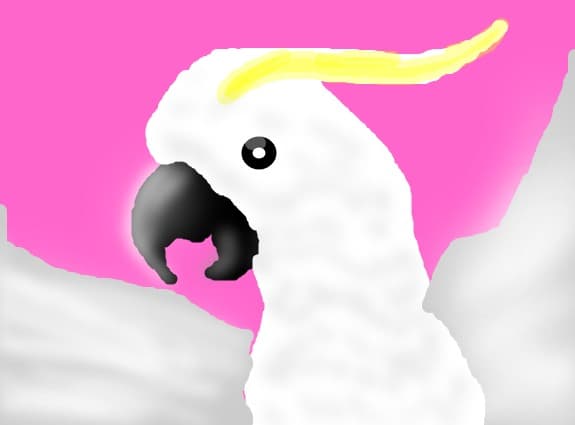 cockatoo facut la repezeala