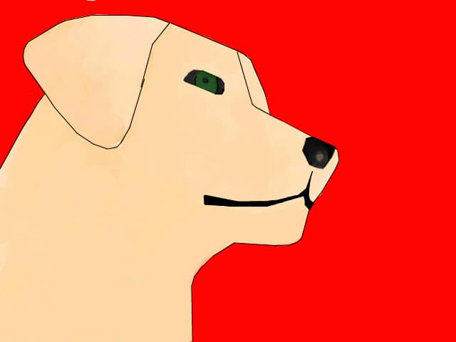 labrador