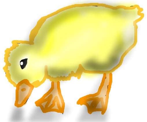 pui de ratusca