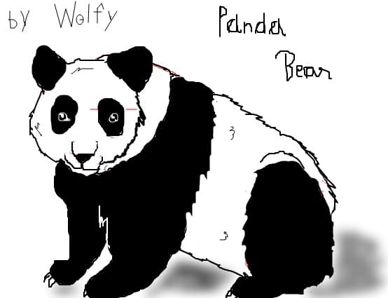 Panda Bear