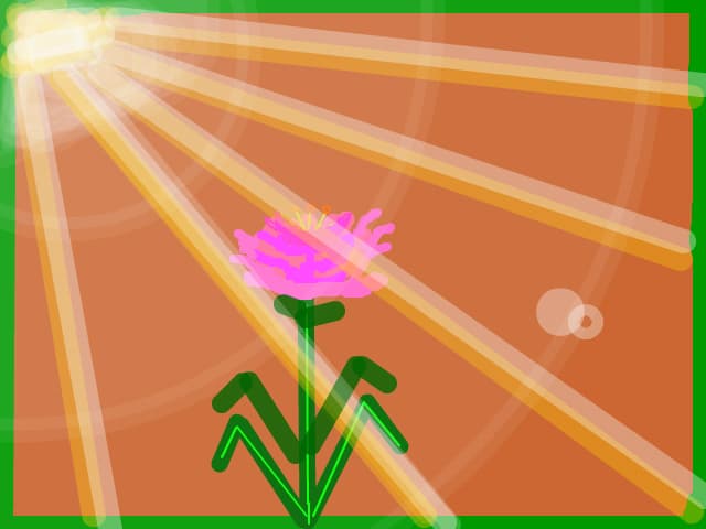 o floare in lumina soarelui