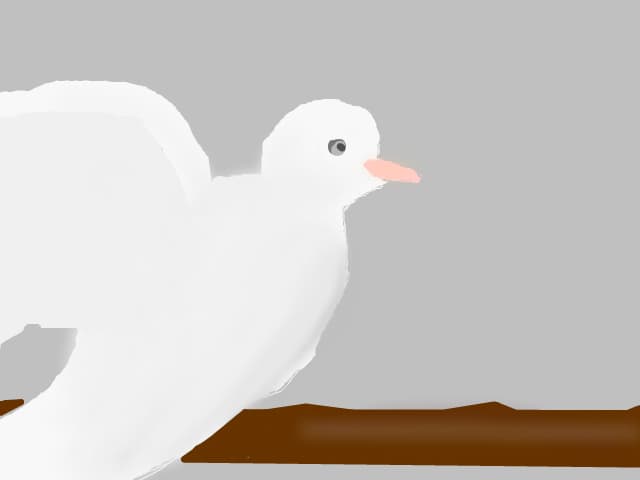 porumbel