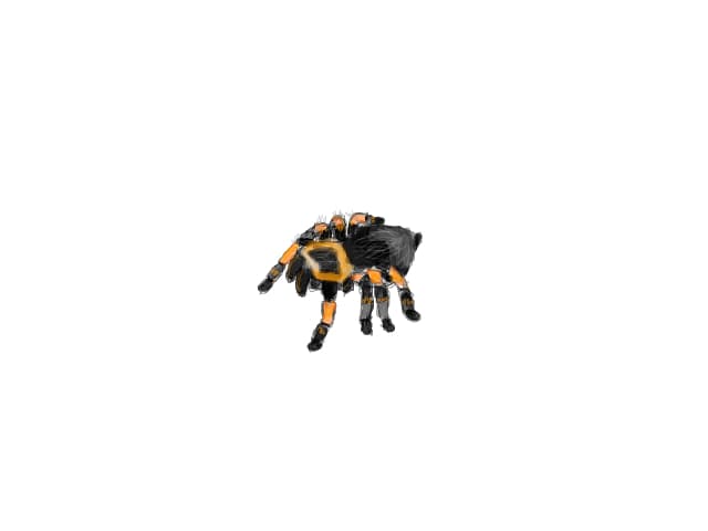 tarantula