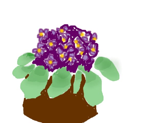 Violete