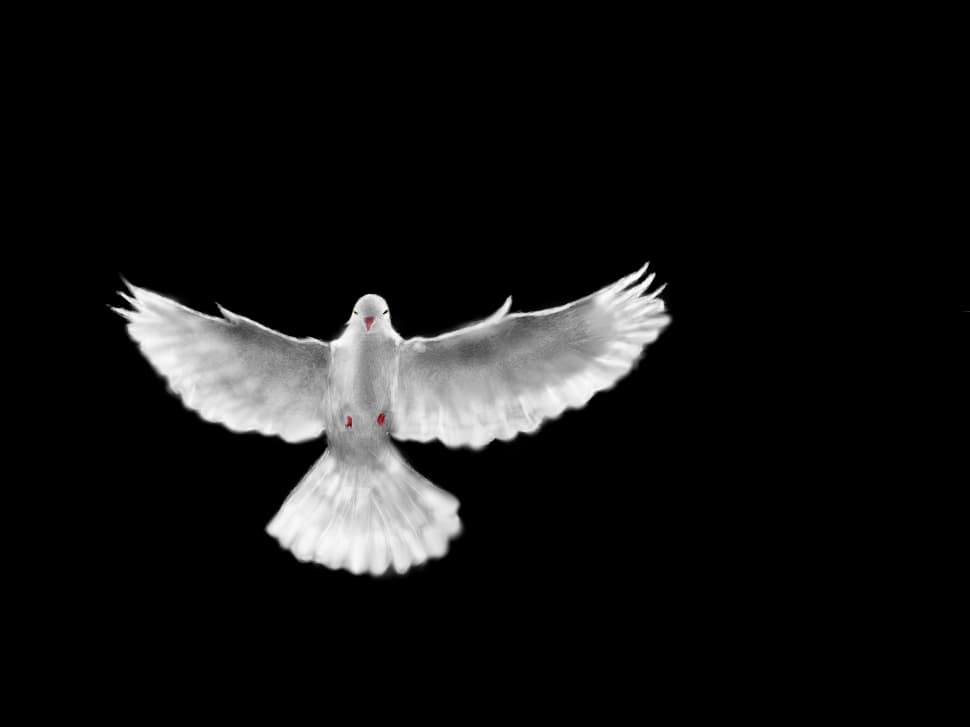 Dove