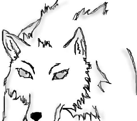 wolf