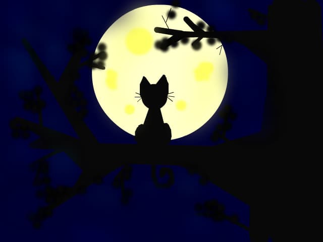 cat night