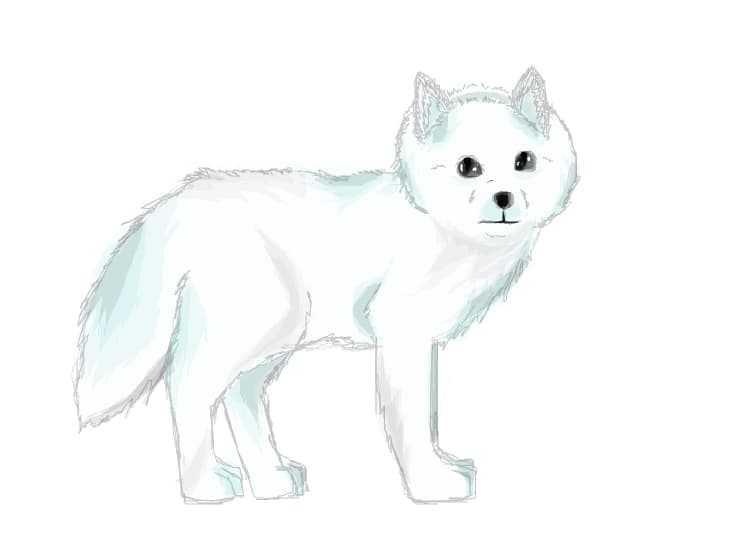 Arctic Fox