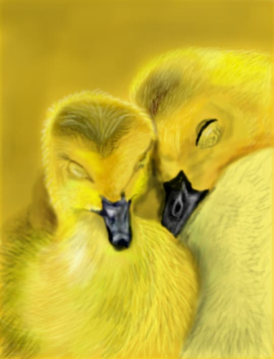 Love ducklings