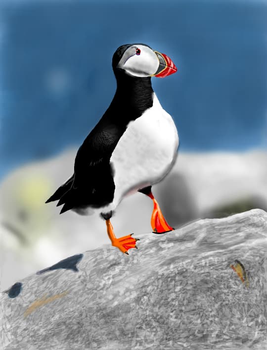 Puffin