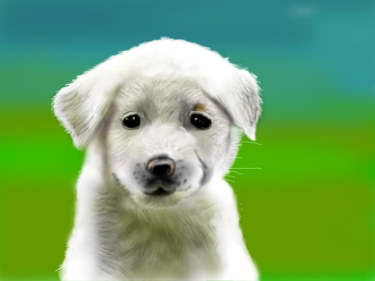 Little puppy