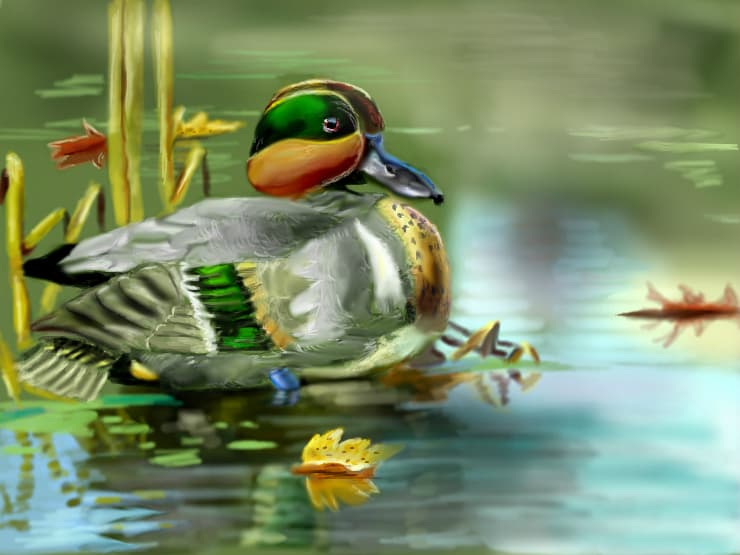 Green Winged Teal