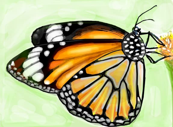 Butterfly