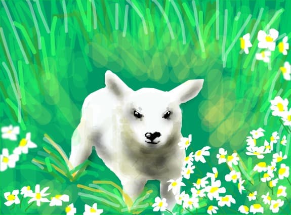 Animal