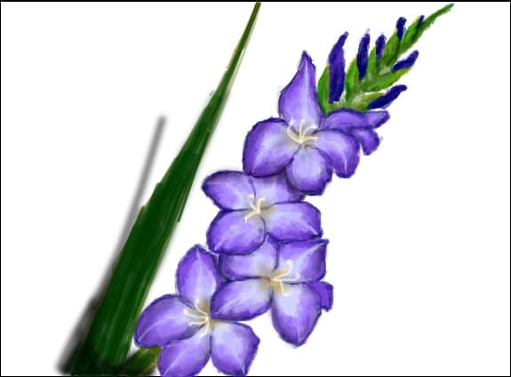 gladiola