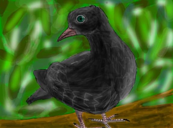 ^^Dark Pigeon^^