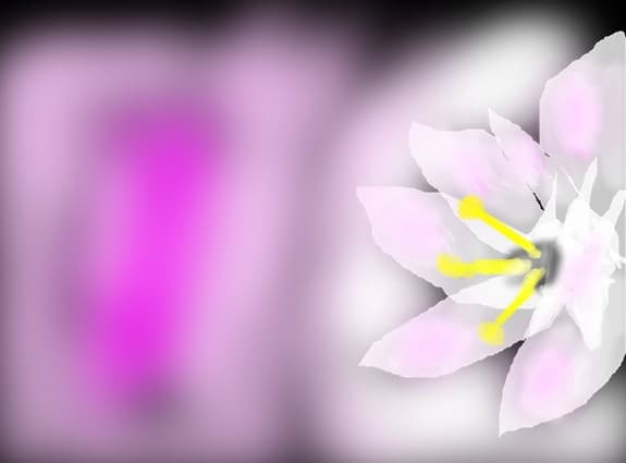 Floricica