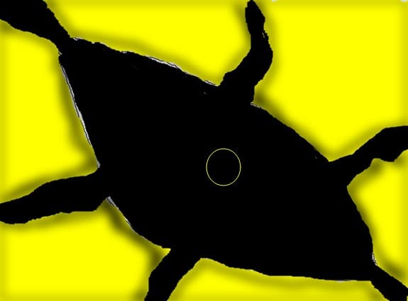 sukaku