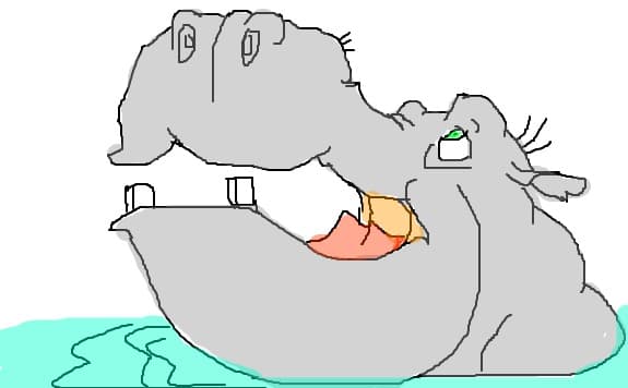 hipopotam
