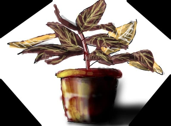 ghiveci cu planta