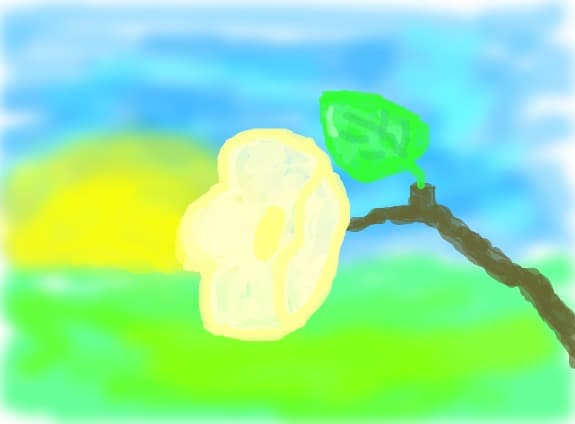floarea diminetzii