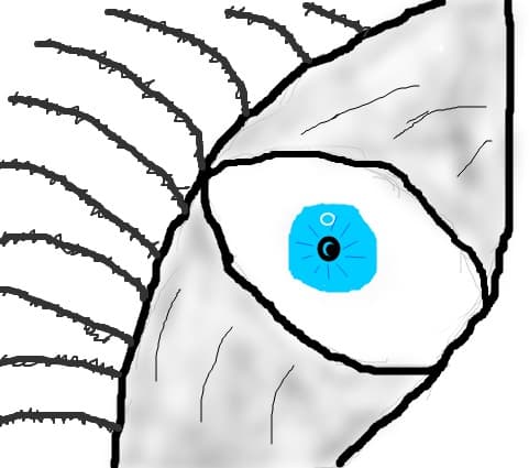 my eye